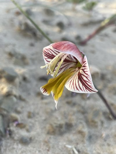 Gladiolus watermeyeri, photographed by Matt Berger