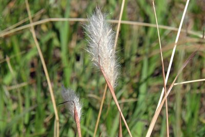Bothriochloa laguroides, photographed by Hugo Hulsberg