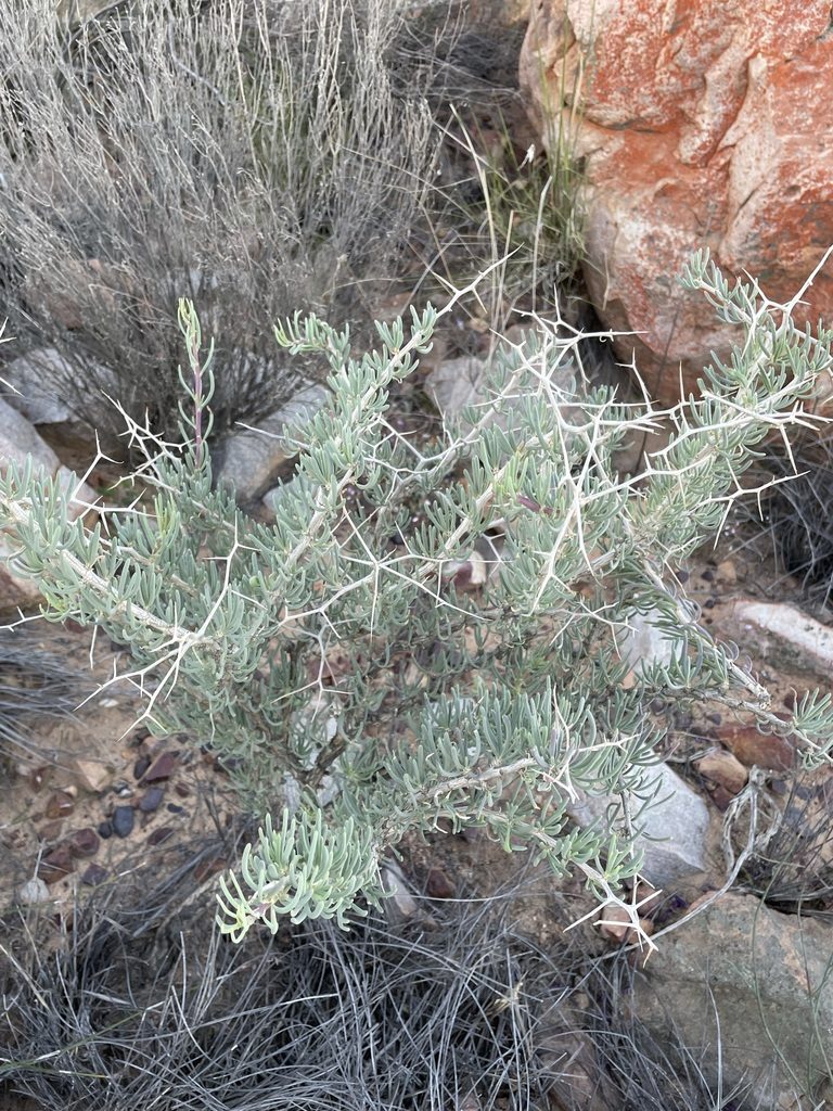 Othonna spinescens, photographed by Matt Berger
