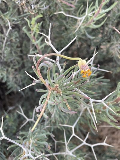 Othonna spinescens, photographed by Matt Berger