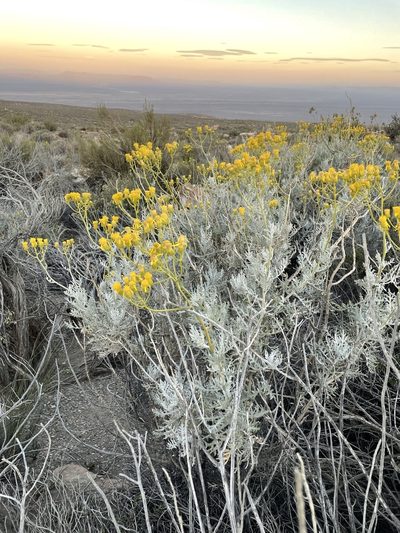 Senecio cinerascens, photographed by Matt Berger