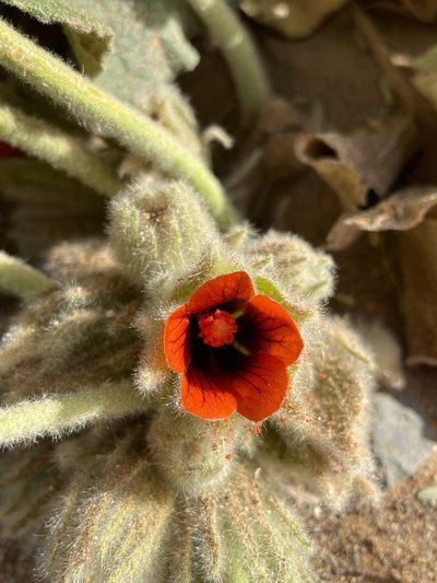 Radyera urens, photographed by Matt Berger