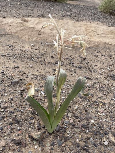 Moraea speciosa, photographed by Matt Berger