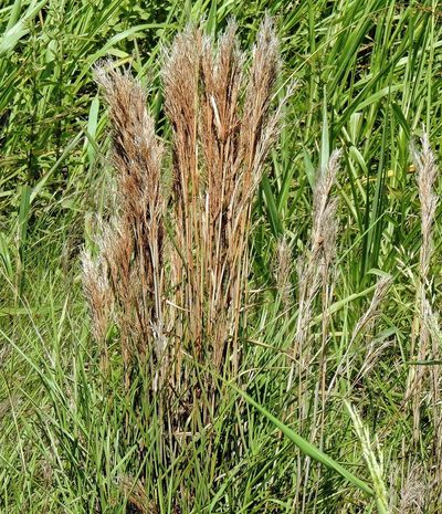 Schizachyrium microstachyum, photographed by Hugo Hulsberg