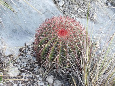 Ferocactus piliferus, photographed by Leticia Jiménez Hernández