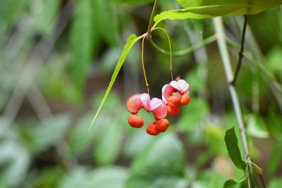 Euonymus occidentalis, photographed by Trevor Van Loon