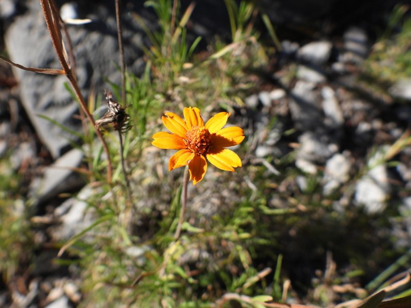 Zinnia juniperifolia, photographed by Leticia Jiménez Hernández