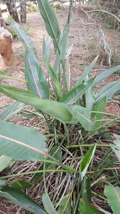 Strelitzia reginae, photographed by Riley Pollom