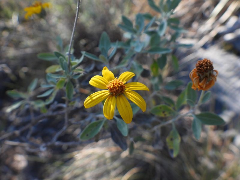 Calanticaria greggii, photographed by Leticia Jiménez Hernández