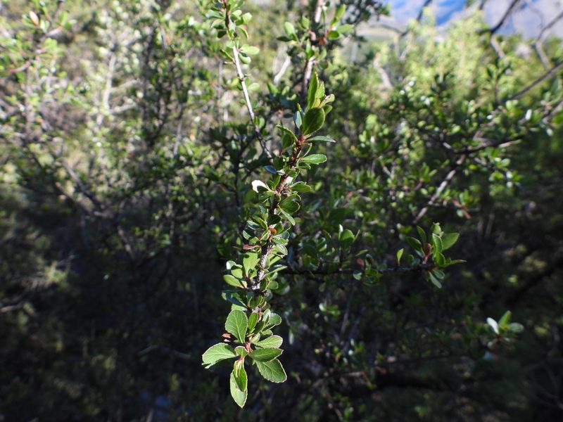 Lindleya mespiloides, photographed by Leticia Jiménez Hernández