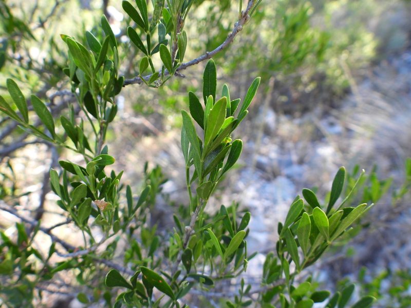 Fraxinus greggii, photographed by Leticia Jiménez Hernández