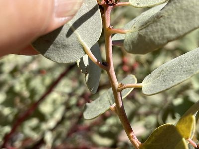 Arctostaphylos viscida, photographed by Henrik Kibak