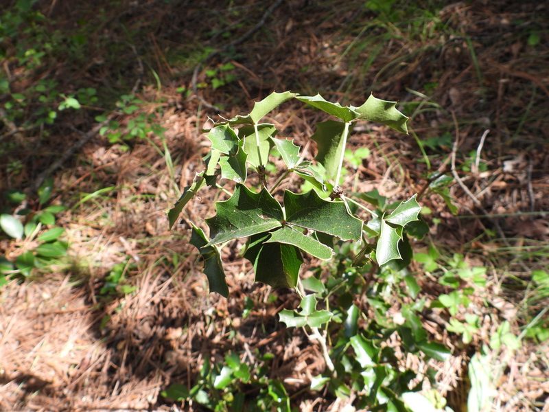 Berberis eutriphylla, photographed by Leticia Jiménez Hernández
