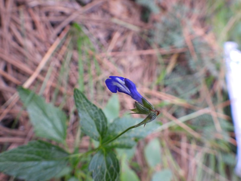 Salvia prunelloides, photographed by Leticia Jiménez Hernández