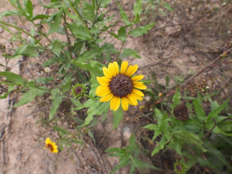 Helianthus laciniatus, photographed by Leticia Jiménez Hernández