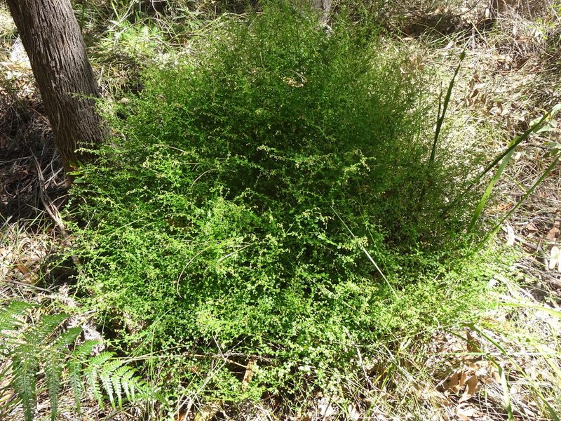 Gonocarpus teucrioides, photographed by Gary Williams