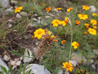 Dalea rubescens, photographed by Leticia Jiménez Hernández