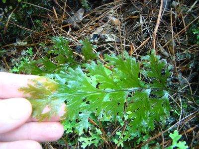 Hymenophyllum dilatatum, photographed by Lisa Bennett