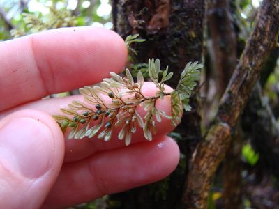 Hymenophyllum villosum, photographed by Lisa Bennett