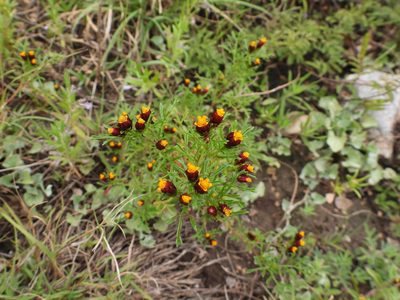 Dyssodia papposa