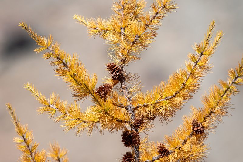Larix lyallii, photographed by John Leszczynski