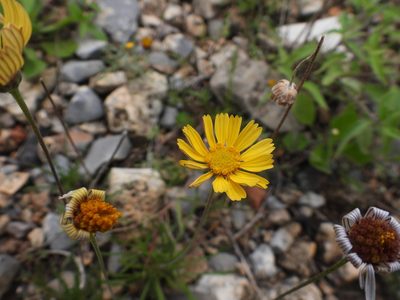 Tetraneuris scaposa, photographed by Leticia Jiménez Hernández