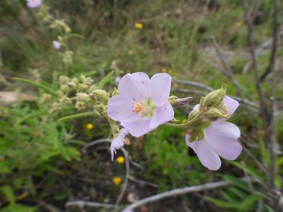 Sphaeralcea angustifolia, photographed by Leticia Jiménez Hernández