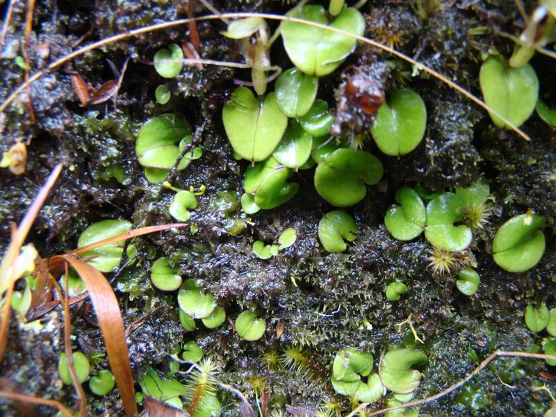 Corybas dienemus, photographed by Lisa Bennett