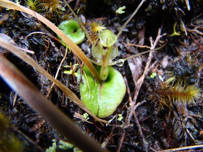Corybas dienemus, photographed by Lisa Bennett