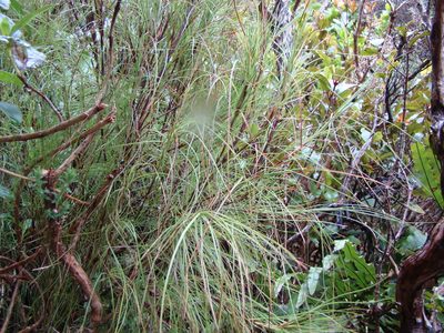 Dracophyllum filifolium, photographed by Lisa Bennett