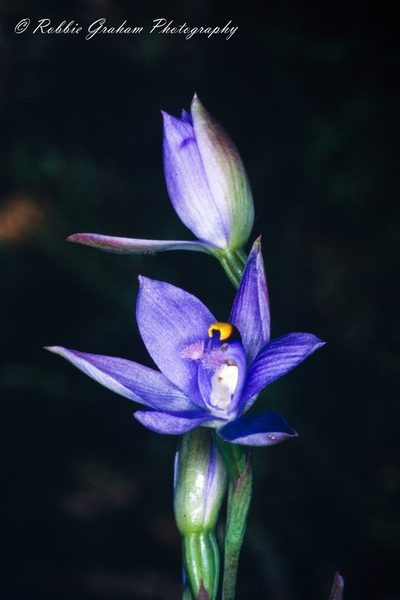 Thelymitra malvina, photographed by Robbie Graham