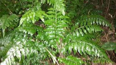 Asplenium lamprophyllum, photographed by naturewatchwidow