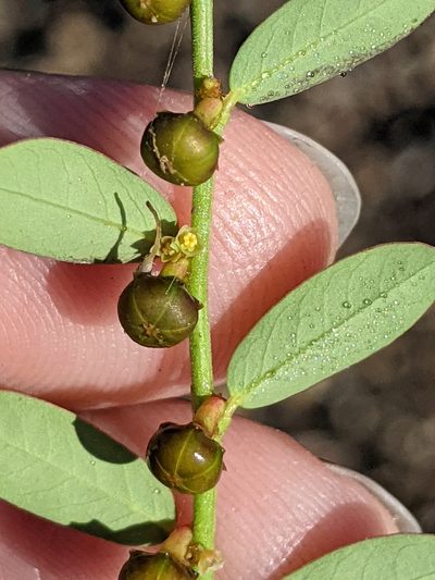 Phyllanthus evanescens, photographed by Alison Northup