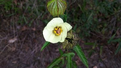 Hibiscus richardsonii, photographed by naturewatchwidow