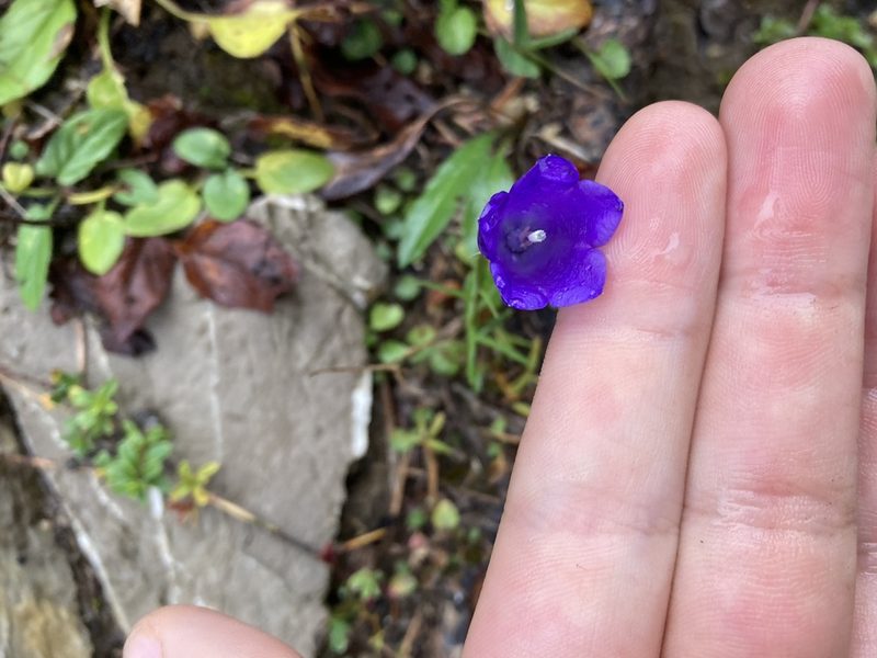 Campanula scheuchzeri, photographed by Caleb Catto