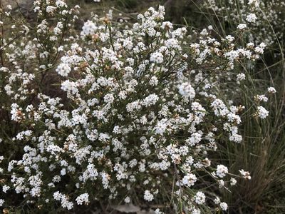 Leucopogon virgatus, photographed by Miguel de Salas