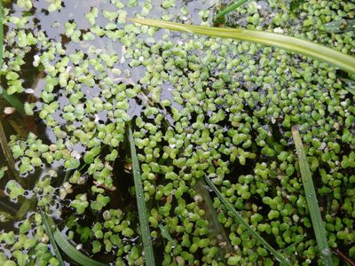 Lemna disperma, photographed by derek_onley