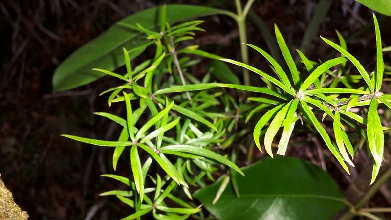 Pittosporum pimeleoides, photographed by naturewatchwidow