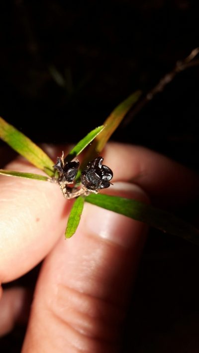 Pittosporum pimeleoides, photographed by naturewatchwidow