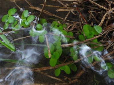 Callitriche stagnalis, photographed by derek_onley