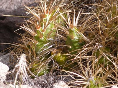 Maihueniopsis platyacantha, photographed by Guillermo Debandi