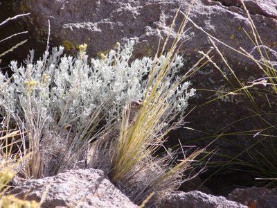 Senecio filaginoides, photographed by Guillermo Debandi