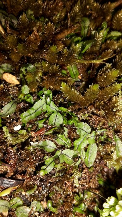 Hymenophyllum armstrongii, photographed by naturewatchwidow