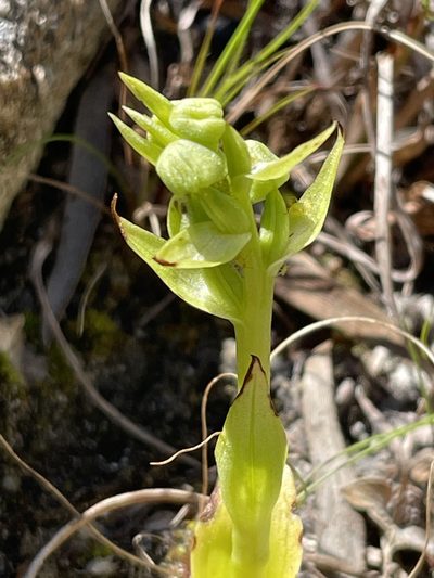 Pterygodium vermiferum, photographed by Sean Privett