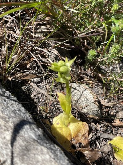 Pterygodium vermiferum, photographed by Sean Privett