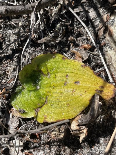 Pterygodium vermiferum, photographed by Sean Privett