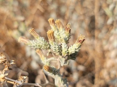Brickellia nevinii, photographed by Daniel S.