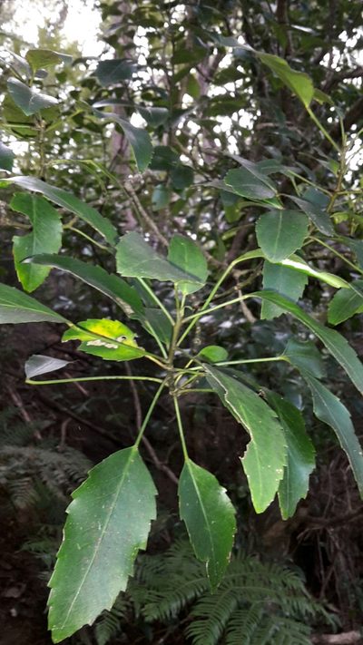 Pseudopanax gilliesii, photographed by naturewatchwidow