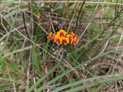 Dillwynia cinerascens, photographed by Scouts Victoria