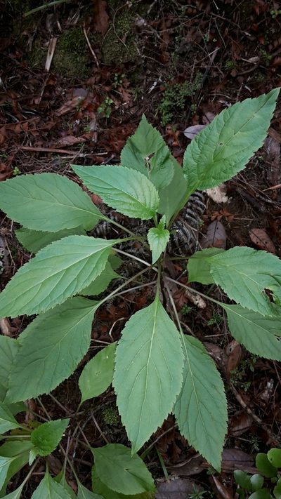 Lobelia physaloides, photographed by naturewatchwidow